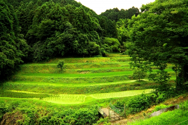 山間の傾斜地に作られた小さな棚田に、緑の稲が植えられている