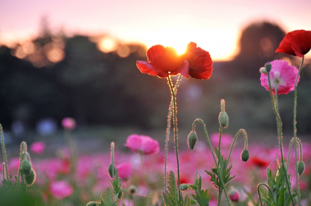 11月11日の世界平和記念日で使われるポピーの花