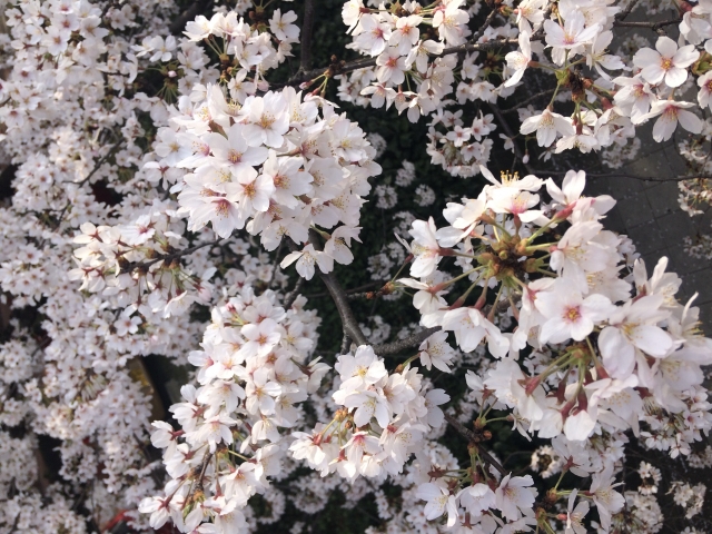 満開の桜の写真