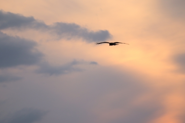 夕空に一羽の鳥が飛んでいる写真