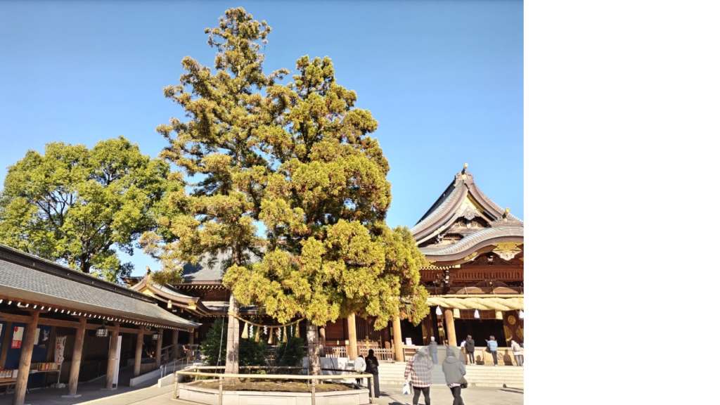 寒川神社の二本の杉のご神木。寄り添うように立っている。